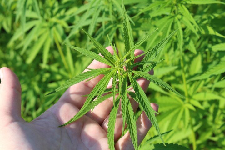 Tipps und Tricks für Der Anbau von Cannabissamen